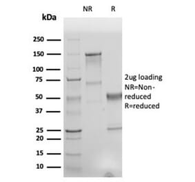 SDS-PAGE - Anti-Human Nuclear Antigen Antibody [r235-1] (A277942) - Antibodies.com