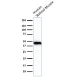 Western Blot - Anti-Muscle Actin Antibody [rMSA/953] (A277943) - Antibodies.com