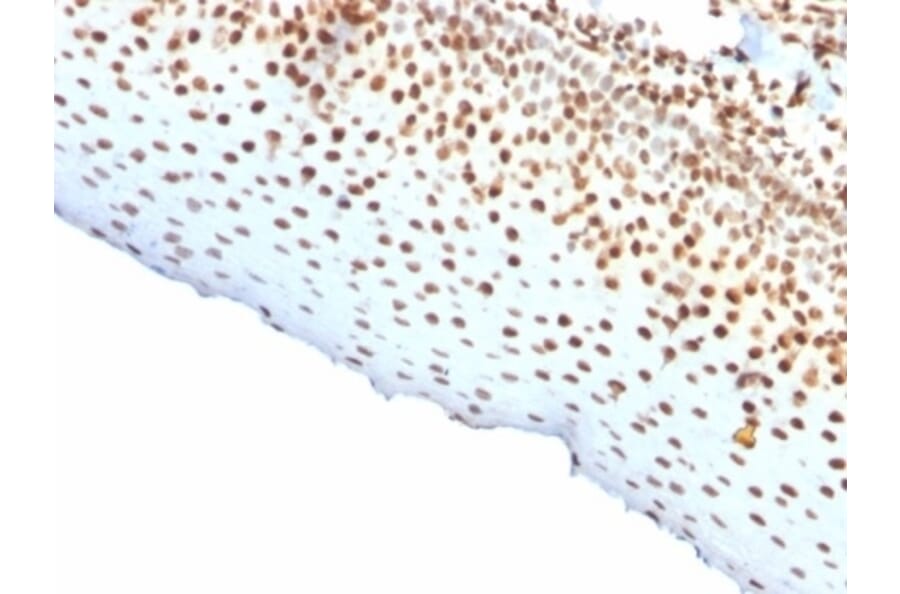 Immunohistochemistry - Anti-Nuclear Antigen Antibody [rNM106] (A277945) - Antibodies.com