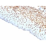 Immunohistochemistry - Anti-Nuclear Antigen Antibody [rNM106] (A277945) - Antibodies.com