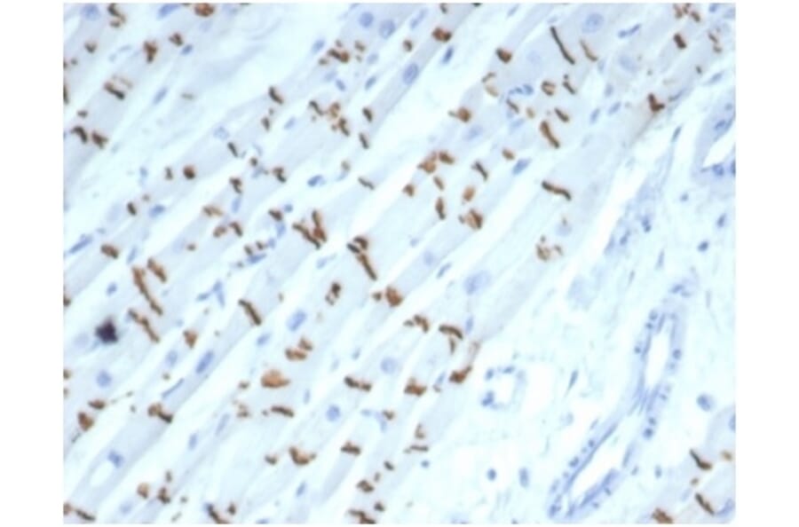 Immunohistochemistry - Anti-N Cadherin Antibody [CDH2/7070R] (A277947) - Antibodies.com