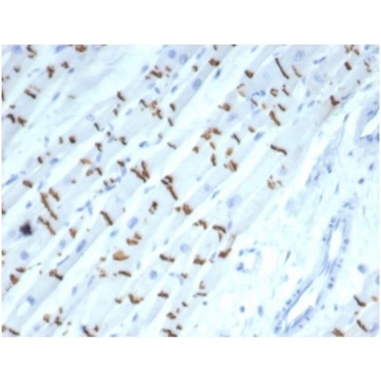 Immunohistochemistry - Anti-N Cadherin Antibody [CDH2/7070R] (A277947) - Antibodies.com