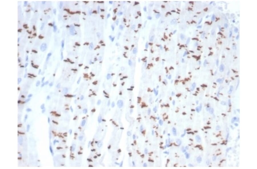 Immunohistochemistry - Anti-N Cadherin Antibody [CDH2/7070R] (A277947) - Antibodies.com