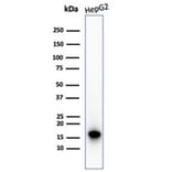 Western Blot - Anti-p16INK4a Antibody [CDKN2A/4844R] (A277954) - Antibodies.com