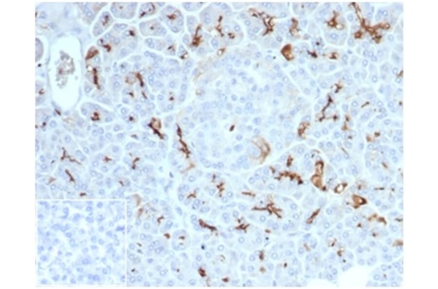 Immunohistochemistry - Anti-CFTR Antibody [CFTR/7154R] (A277961) - Antibodies.com