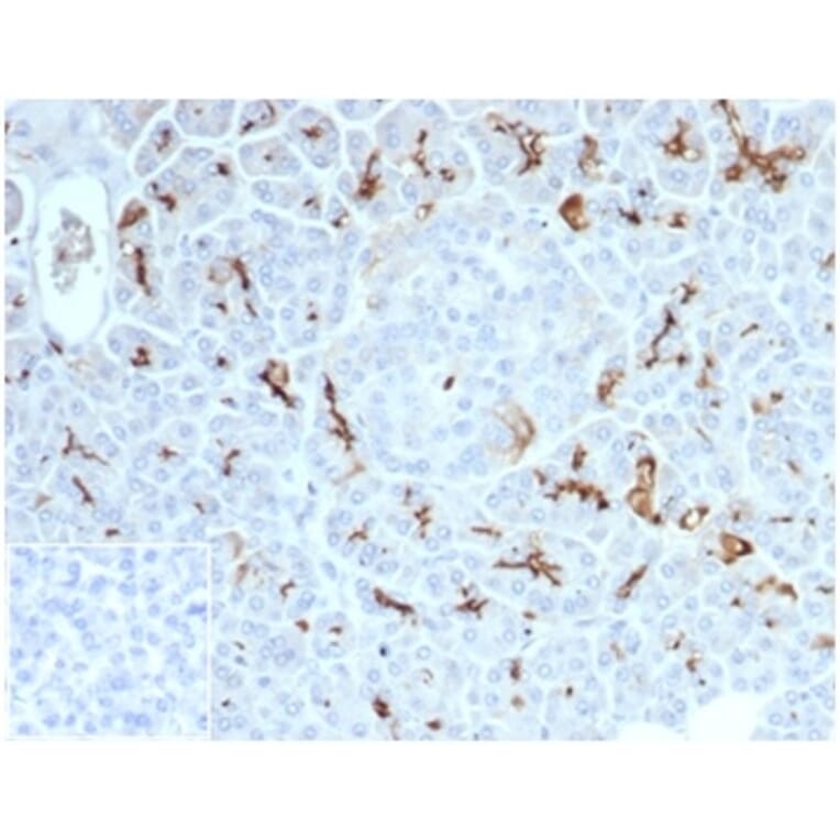 Immunohistochemistry - Anti-CFTR Antibody [CFTR/7154R] (A277961) - Antibodies.com