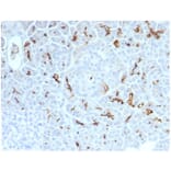 Immunohistochemistry - Anti-CFTR Antibody [CFTR/7154R] (A277961) - Antibodies.com