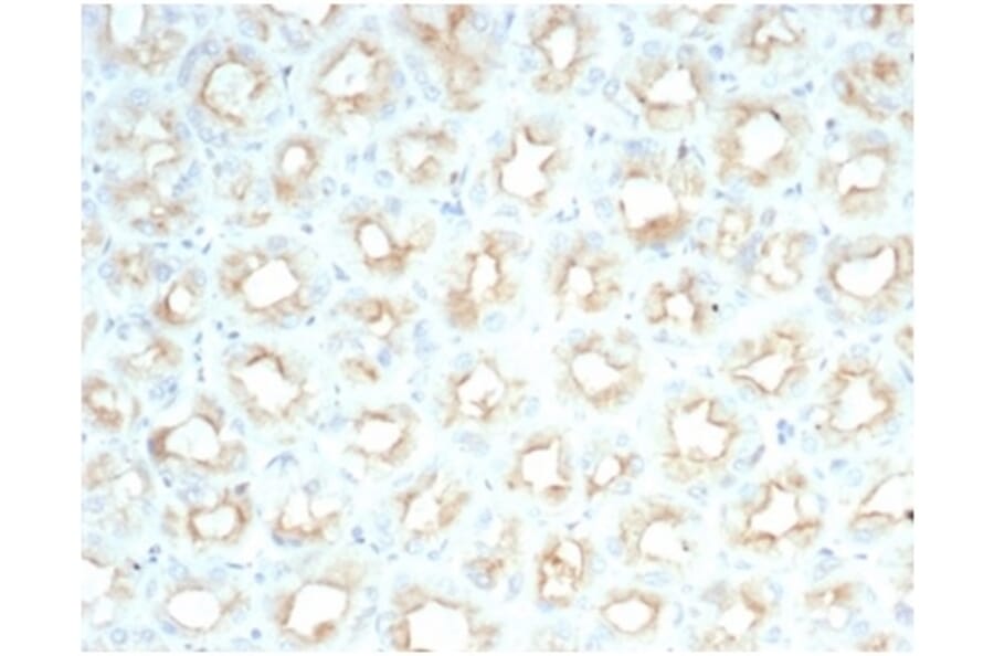 Immunohistochemistry - Anti-CFTR Antibody [CFTR/7154R] (A277961) - Antibodies.com