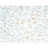 Immunohistochemistry - Anti-CFTR Antibody [CFTR/7154R] (A277961) - Antibodies.com