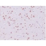 Immunohistochemistry - Anti-NeuN Antibody [NeuN/288R] (A277965) - Antibodies.com