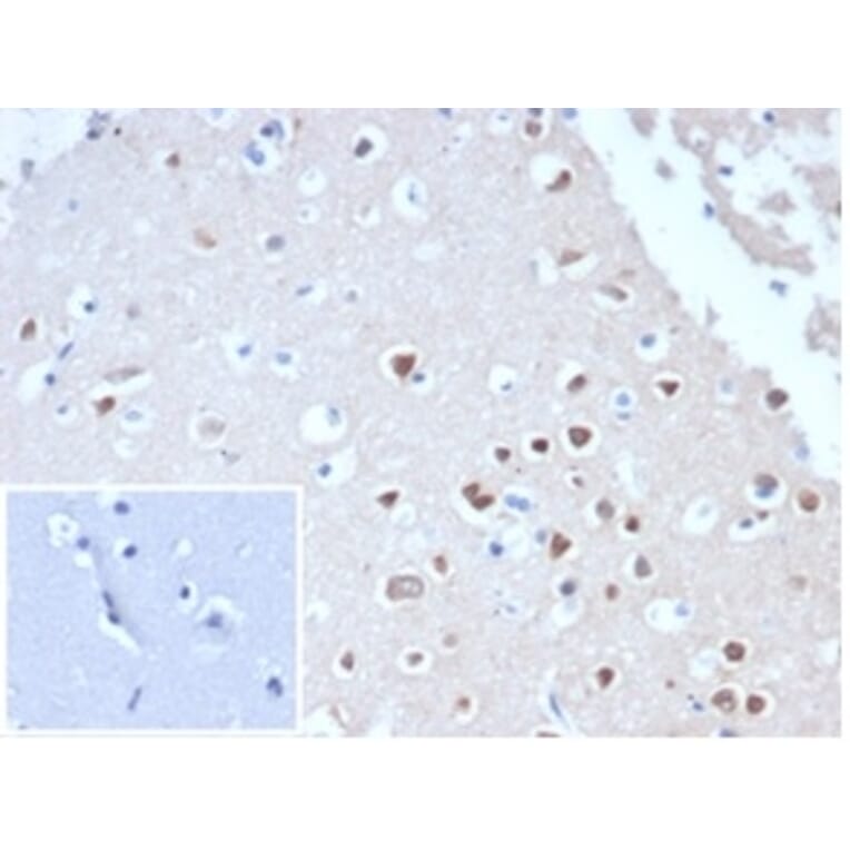 Immunohistochemistry - Anti-NeuN Antibody [NeuN/288R] (A277965) - Antibodies.com