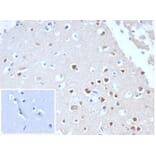 Immunohistochemistry - Anti-NeuN Antibody [NeuN/288R] (A277965) - Antibodies.com