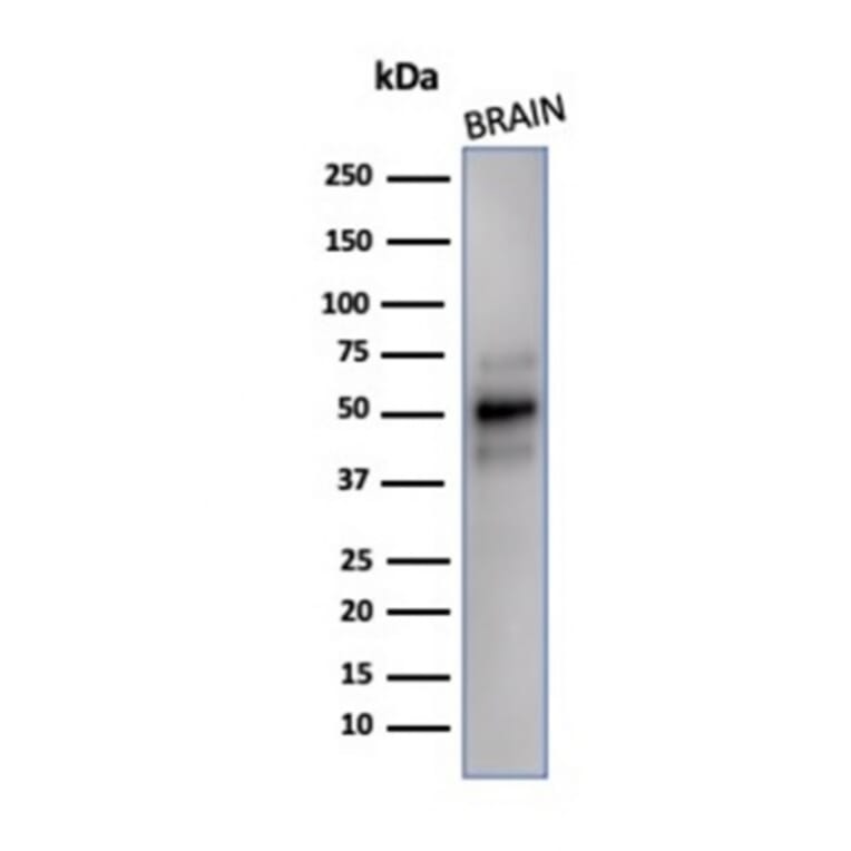 Western Blot - Anti-NeuN Antibody [NeuN/288R] (A277965) - Antibodies.com