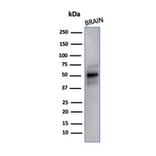 Western Blot - Anti-NeuN Antibody [NeuN/288R] (A277965) - Antibodies.com