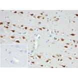 Immunohistochemistry - Anti-NeuN Antibody [NeuN/6694R] (A277966) - Antibodies.com
