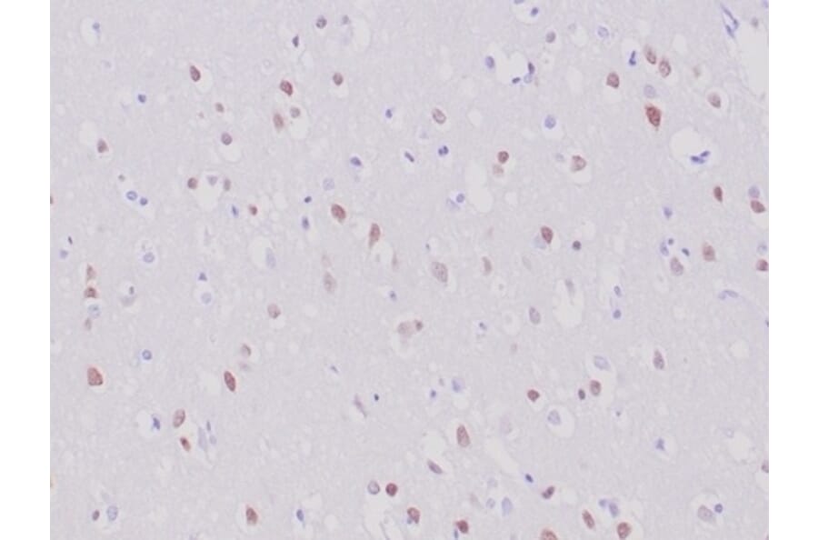 Immunohistochemistry - Anti-NeuN Antibody [NeuN/6694R] (A277966) - Antibodies.com