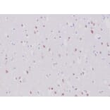 Immunohistochemistry - Anti-NeuN Antibody [NeuN/6694R] (A277966) - Antibodies.com