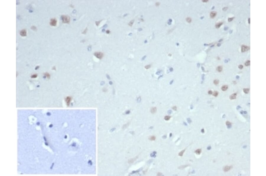 Immunohistochemistry - Anti-NeuN Antibody [NeuN/7071R] (A277967) - Antibodies.com