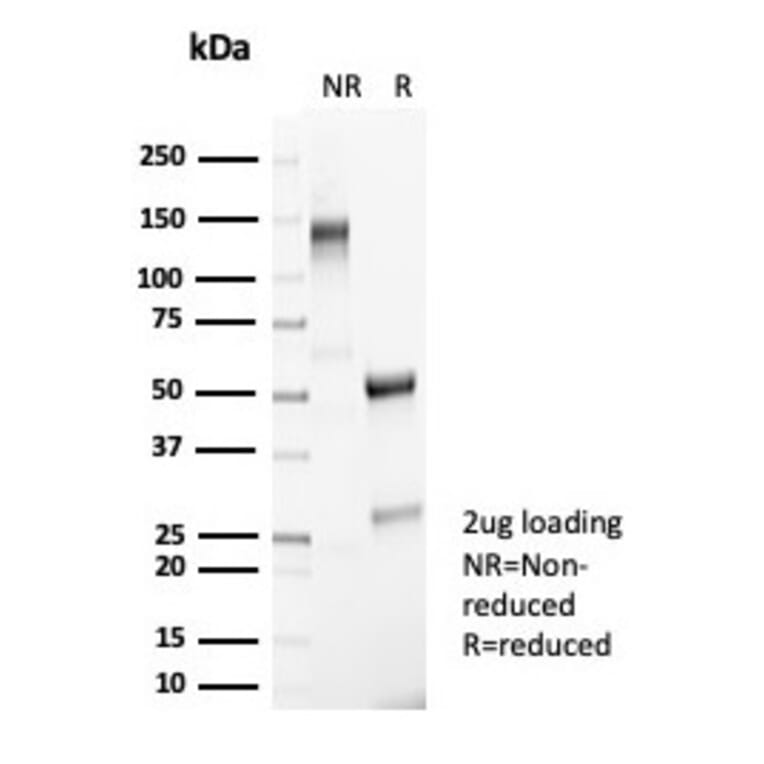 SDS-PAGE - Anti-NeuN Antibody [NeuN/7071R] (A277967) - Antibodies.com