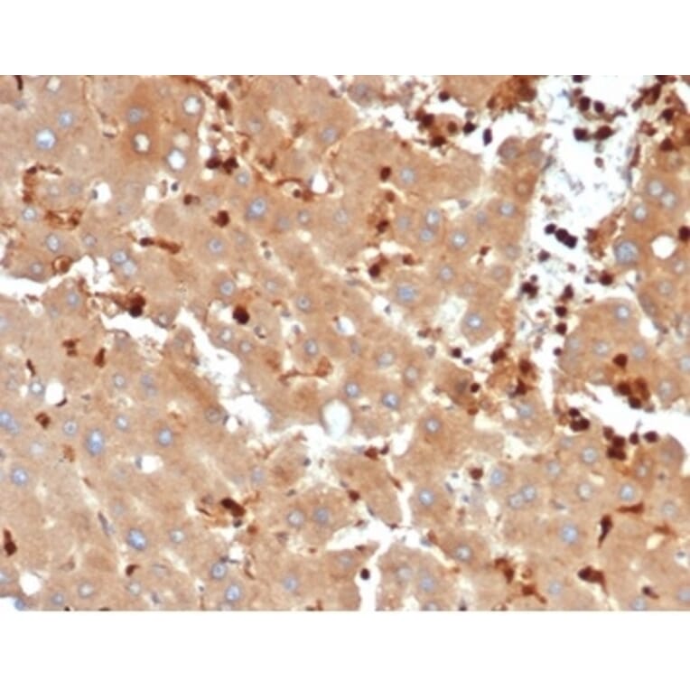 Immunohistochemistry - Anti-FABP5 Antibody [FABP5/6353R] (A277981) - Antibodies.com