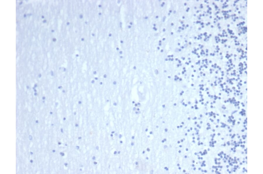 Immunohistochemistry - Anti-GATA3 Antibody [GATA3/4550R] (A277989) - Antibodies.com