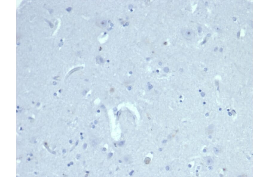 Immunohistochemistry - Anti-AMH Antibody [AMH/6713R] (A277990) - Antibodies.com