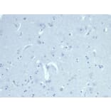 Immunohistochemistry - Anti-AMH Antibody [AMH/6713R] (A277990) - Antibodies.com
