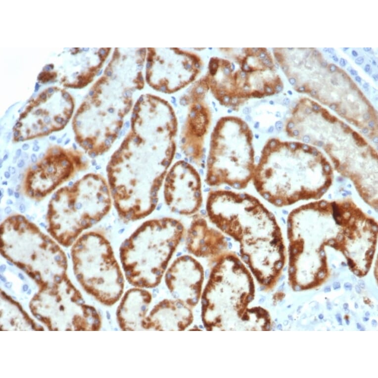 Immunohistochemistry - Anti-AMH Antibody [AMH/6713R] (A277990) - Antibodies.com