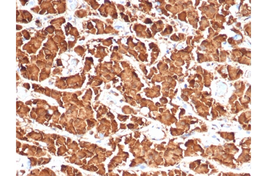 Immunohistochemistry - Anti-Growth Hormone Antibody [GH/4886R] (A277991) - Antibodies.com