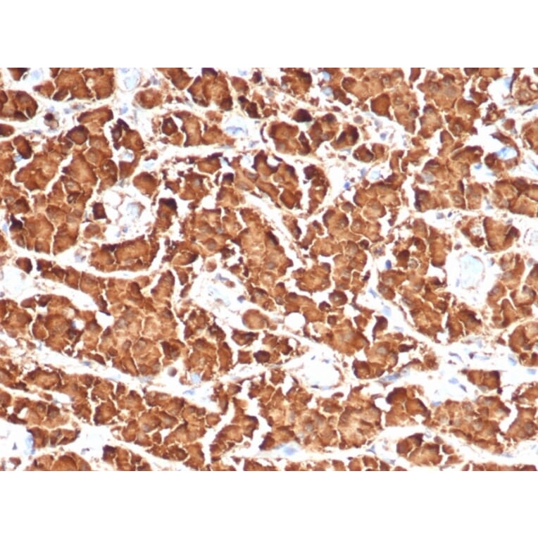 Immunohistochemistry - Anti-Growth Hormone Antibody [GH/4886R] (A277991) - Antibodies.com