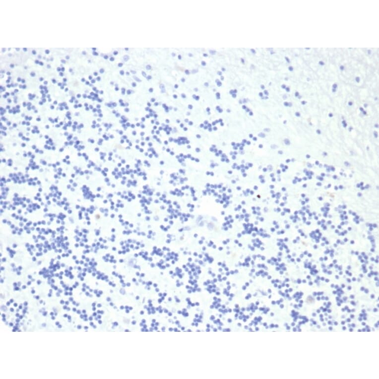 Immunohistochemistry - Anti-Growth Hormone Antibody [GH/4886R] (A277991) - Antibodies.com