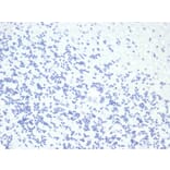 Immunohistochemistry - Anti-Growth Hormone Antibody [GH/4886R] (A277991) - Antibodies.com