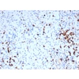 Immunohistochemistry - Anti-Granzyme B Antibody [GZMB/6530R] (A277994) - Antibodies.com