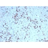 Immunohistochemistry - Anti-Granzyme B Antibody [GZMB/4539R] (A277995) - Antibodies.com