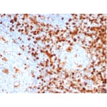 Immunohistochemistry - Anti-Annexin A1 Antibody [ANXA1/6452R] (A277996) - Antibodies.com