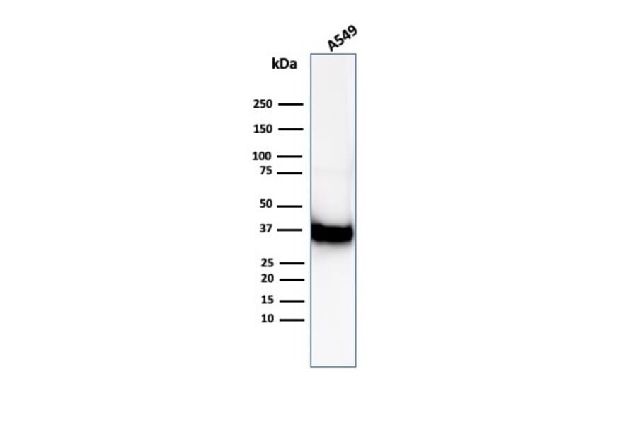 Western Blot - Anti-Annexin A1 Antibody [ANXA1/6452R] (A277996) - Antibodies.com
