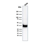 Western Blot - Anti-Annexin A1 Antibody [ANXA1/6452R] (A277996) - Antibodies.com