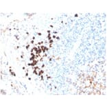 Immunohistochemistry - Anti-Human IgA Heavy Chain Antibody [IGHA/3877R] (A278000) - Antibodies.com