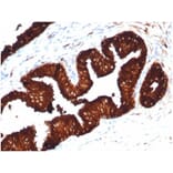 Immunohistochemistry - Anti-Prostate Specific Antigen Antibody [KLK3/4602R] (A278002) - Antibodies.com