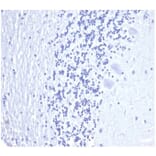 Immunohistochemistry - Anti-Prostate Specific Antigen Antibody [KLK3/4602R] (A278002) - Antibodies.com