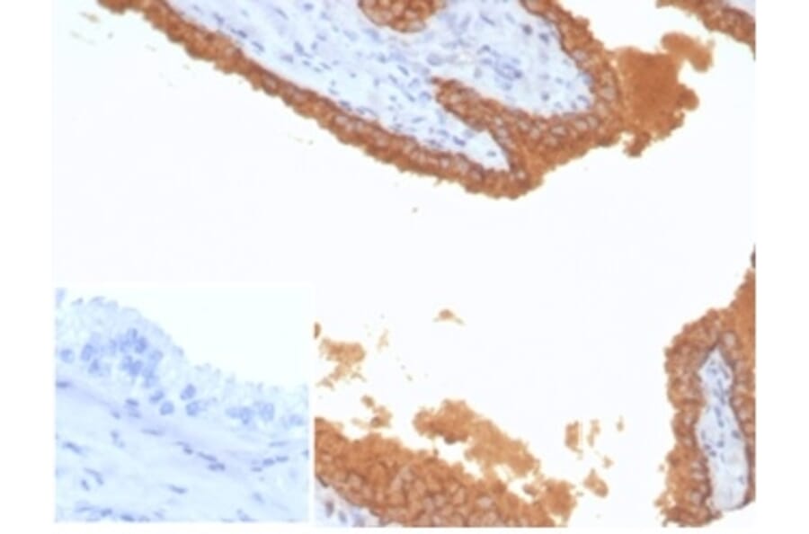 Immunohistochemistry - Anti-Prostate Specific Antigen Antibody [KLK3/7128R] (A278003) - Antibodies.com