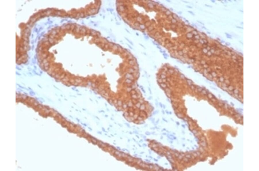 Immunohistochemistry - Anti-Prostate Specific Antigen Antibody [KLK3/7128R] (A278003) - Antibodies.com