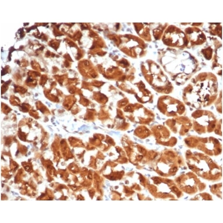 Immunohistochemistry - Anti-IL-2 Antibody [IL2/7051R] (A278005) - Antibodies.com