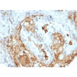 Immunohistochemistry - Anti-IL-2 Antibody [IL2/7050R] (A278006) - Antibodies.com