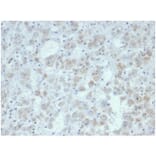 Immunohistochemistry - Anti-IL-15 Antibody [IL15/7048R] (A278008) - Antibodies.com
