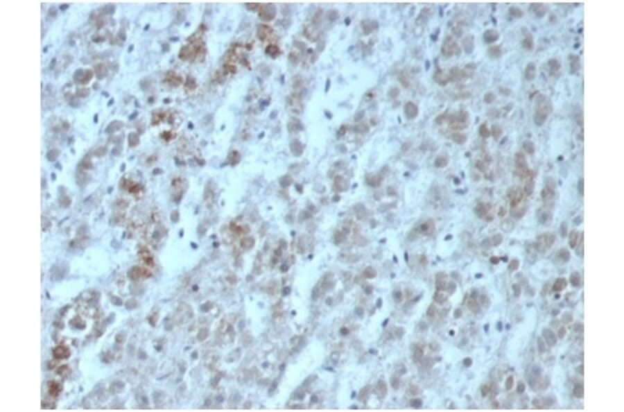 Immunohistochemistry - Anti-IL-15 Antibody [IL15/6971R] (A278009) - Antibodies.com