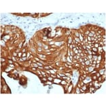 Immunohistochemistry - Anti-Cytokeratin 7 Antibody [KRT7/4387R] (A278015) - Antibodies.com