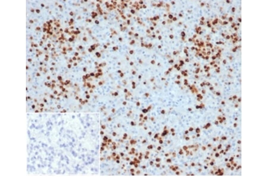 Immunohistochemistry - Anti-Myeloperoxidase Antibody [MPO/33R] (A278030) - Antibodies.com