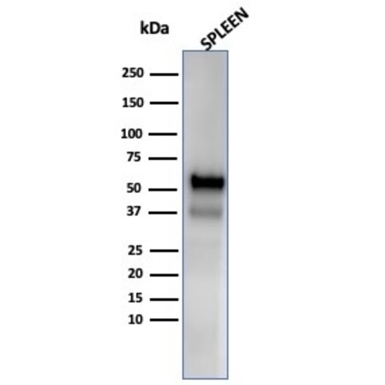 Western Blot - Anti-Myeloperoxidase Antibody [MPO/33R] (A278030) - Antibodies.com