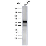 Western Blot - Anti-Myeloperoxidase Antibody [MPO/33R] (A278030) - Antibodies.com